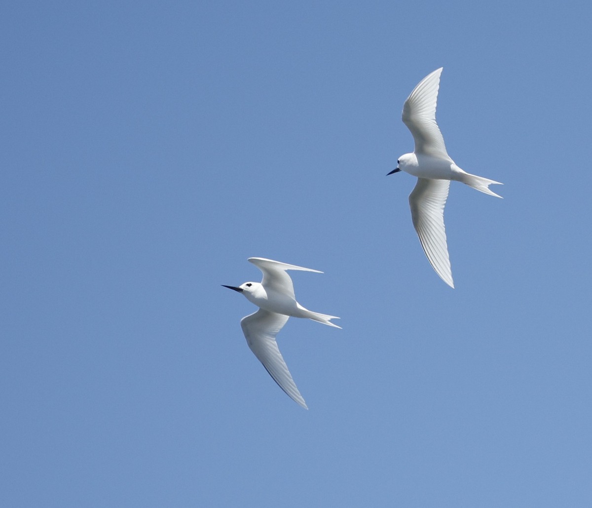 Blue-billed White-Tern - ML644561221