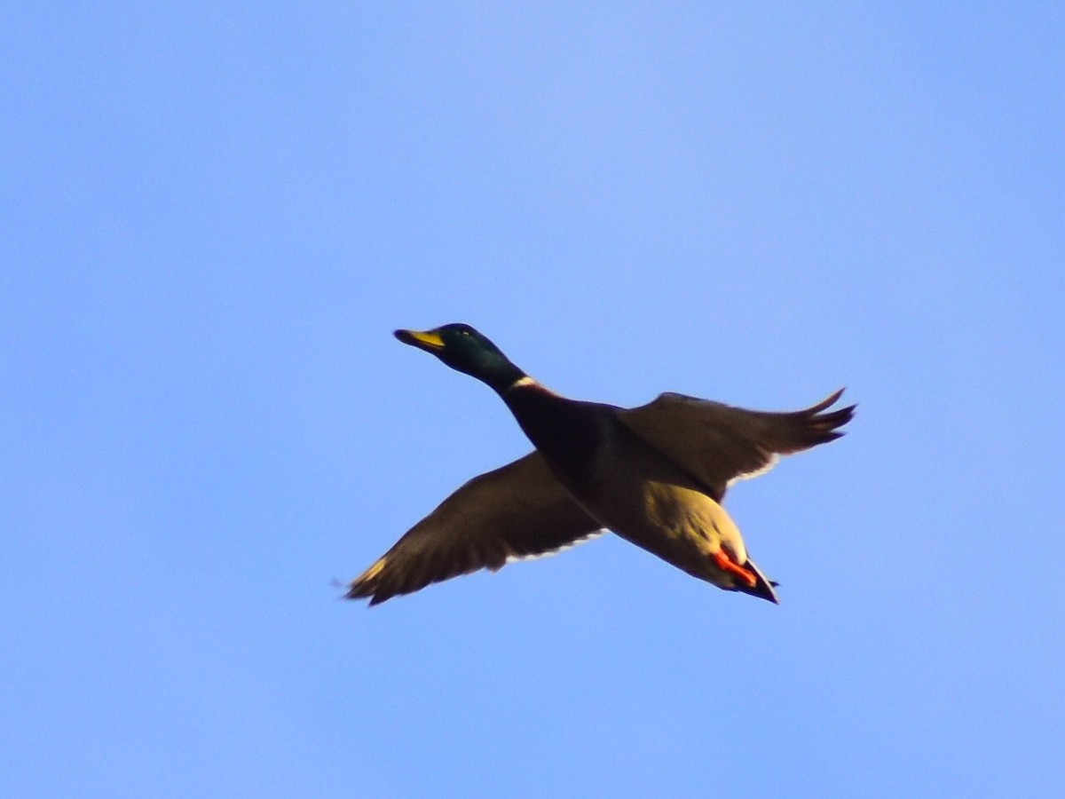 Basahatea - ML644561222