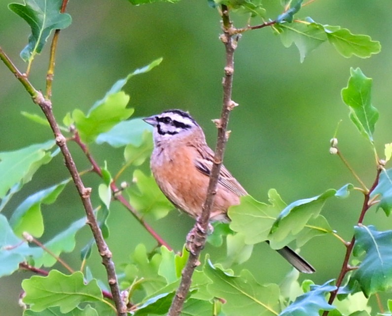Rock Bunting - ML644561223