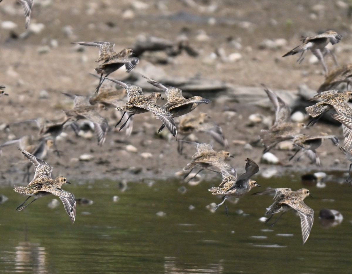 Pluvier fauve - ML644561224