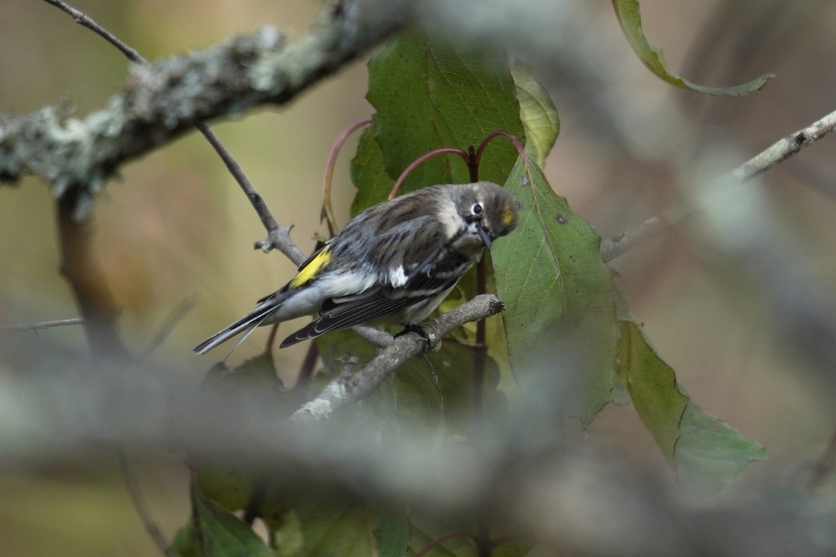 Yellow-rumped Warbler (Myrtle) - ML644561225