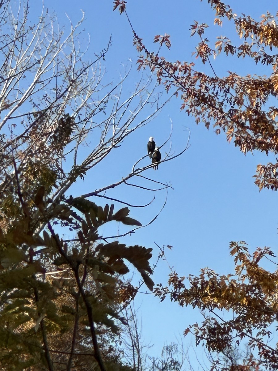 Itsas arrano buruzuria - ML644561226