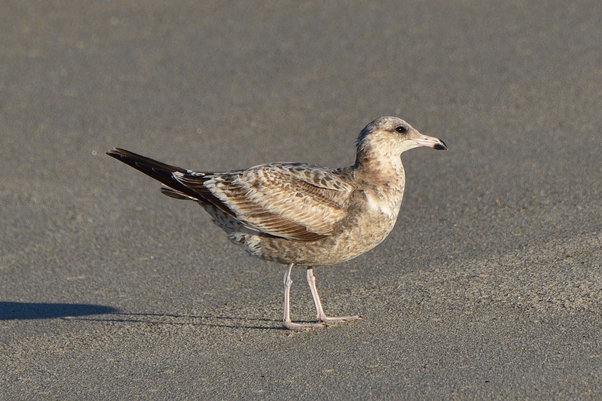 Kaio kaliforniarra - ML644561227