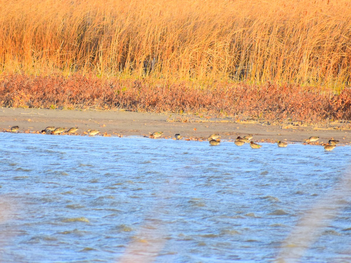 Zertzeta arrunta (amerikarra) - ML644561230