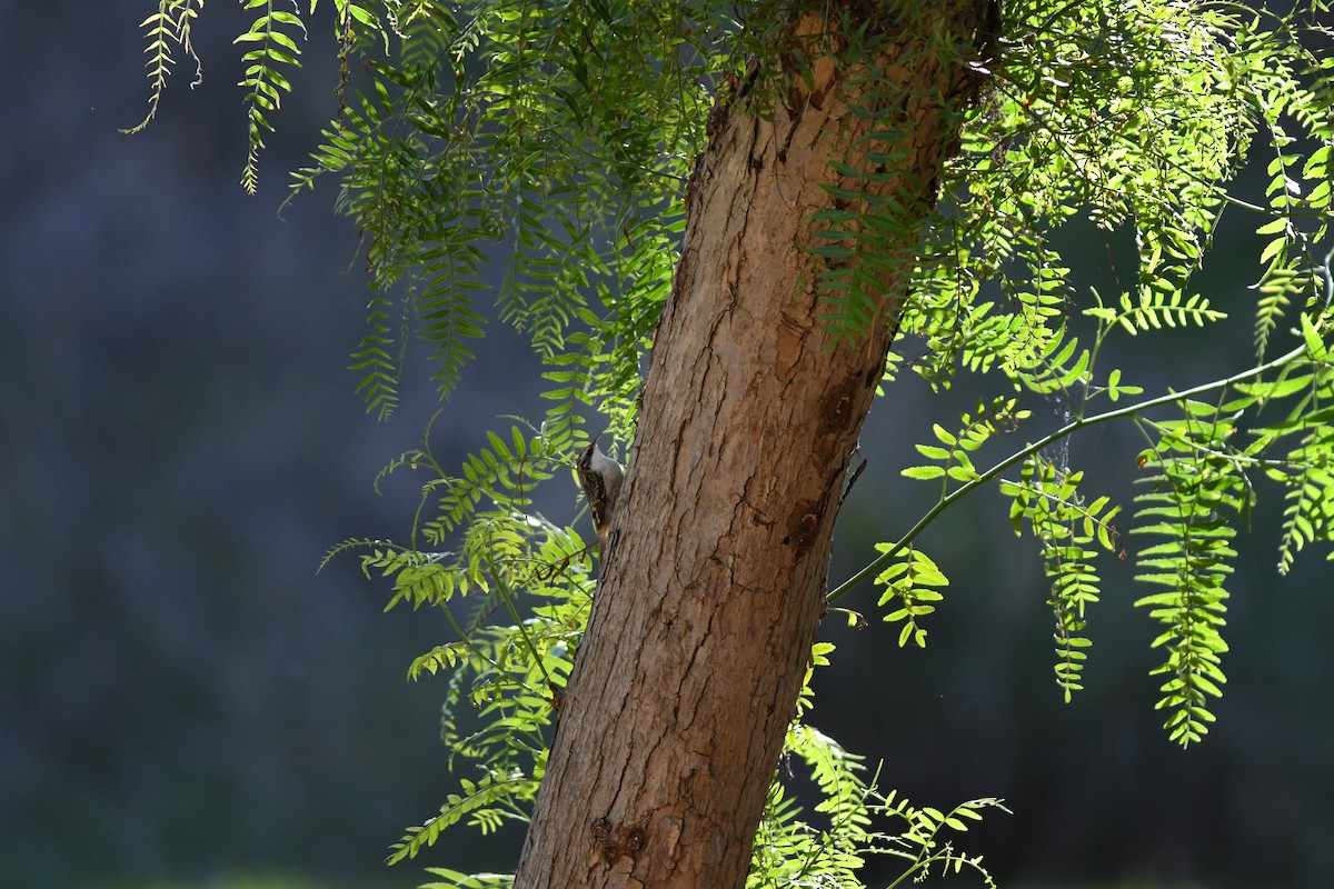 Brown Creeper - ML644561231