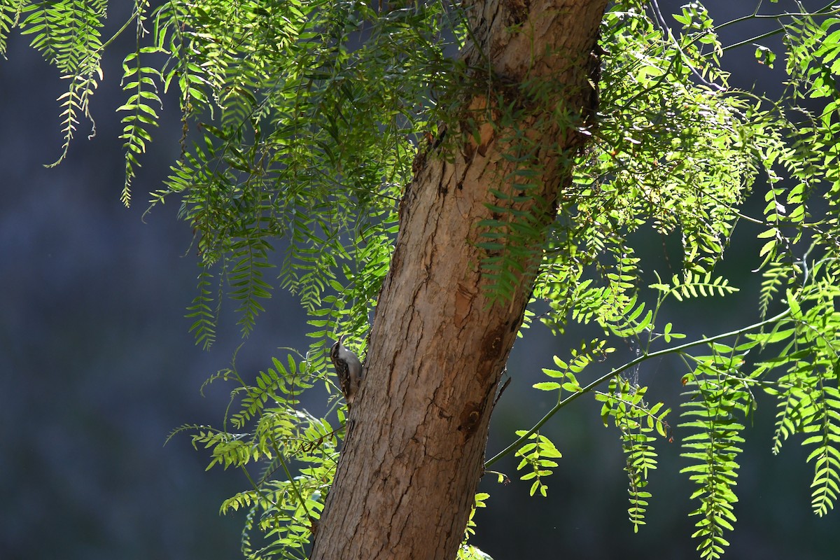 Brown Creeper - ML644561232