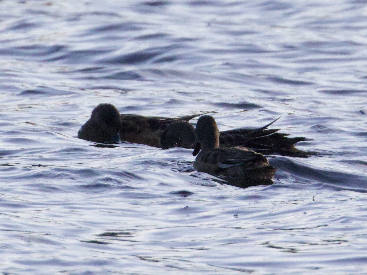 Txilinporta mokolodia - ML644561235