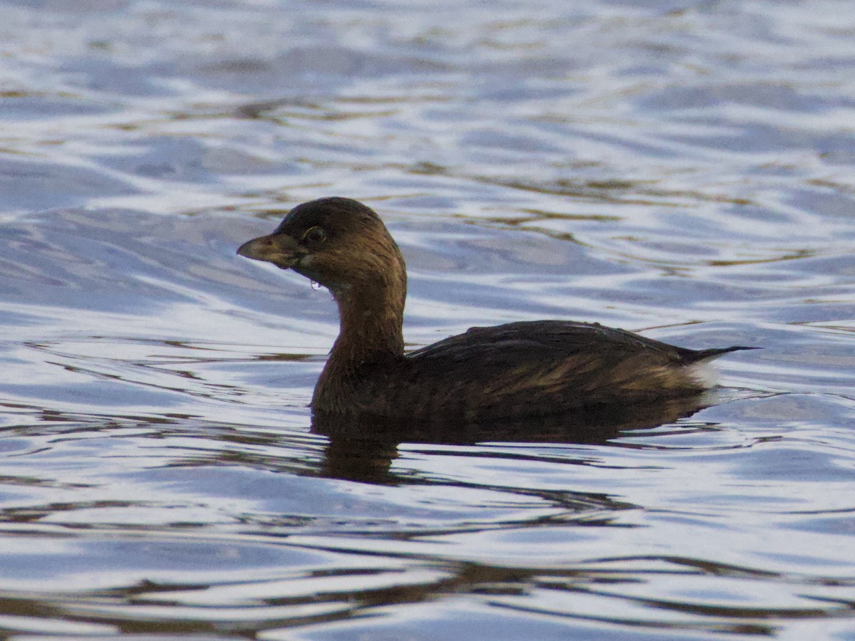 Txilinporta mokolodia - ML644561236