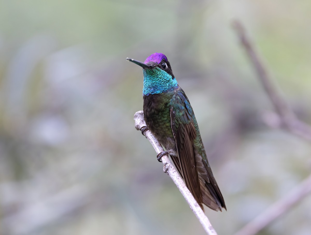 Rivoli's Hummingbird - ML644561237
