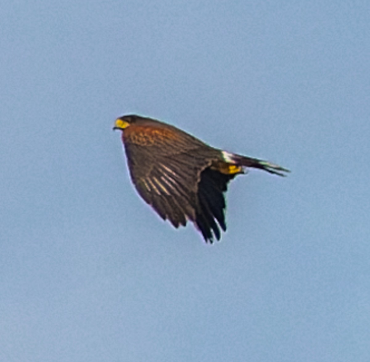 Harris zapelatza - ML644561239