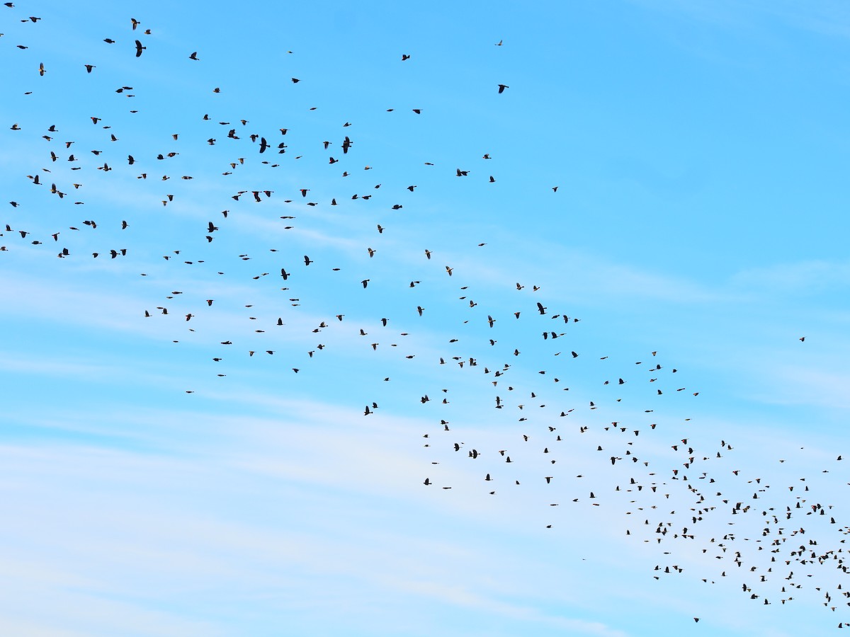 Red-winged Blackbird - ML644561242