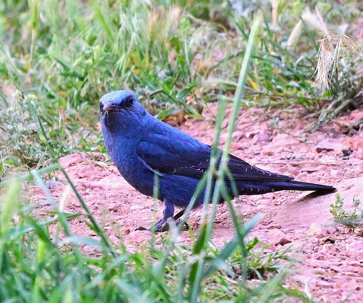 Blue Rock-Thrush - ML644561243