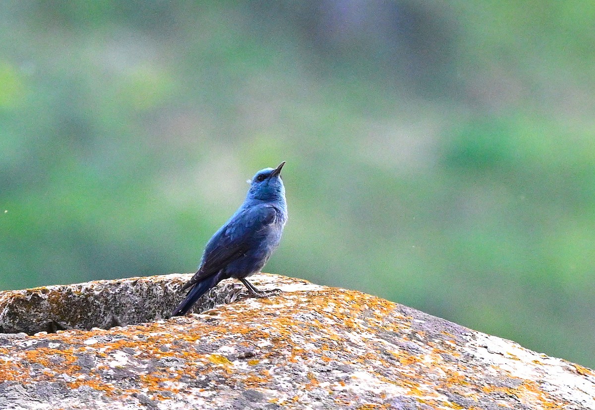 Blue Rock-Thrush - ML644561244