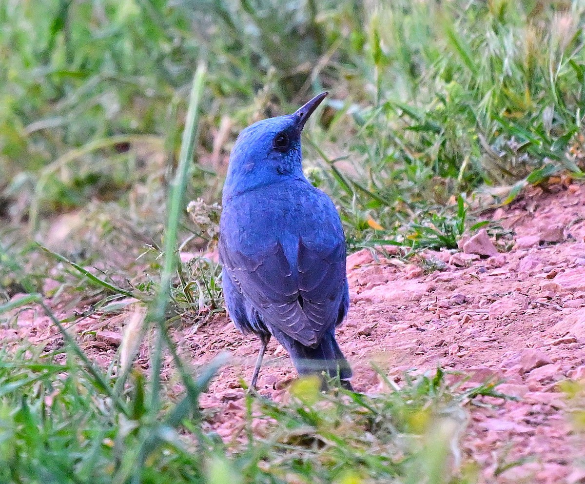 Blue Rock-Thrush - ML644561245