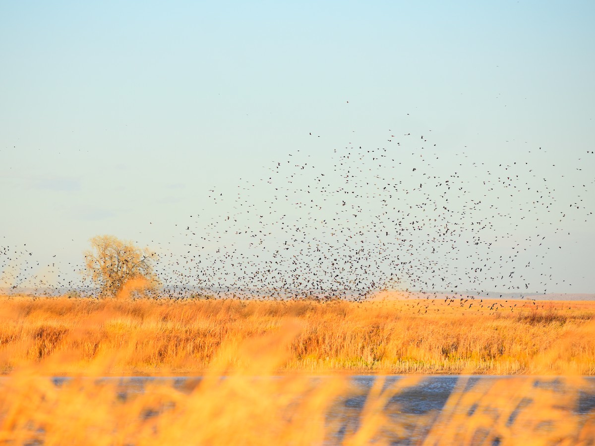 Red-winged Blackbird - ML644561246