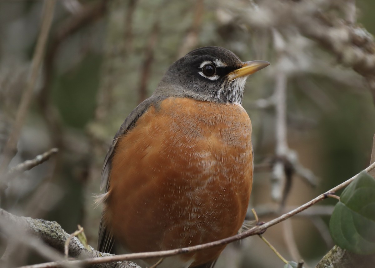 American Robin - ML644561247