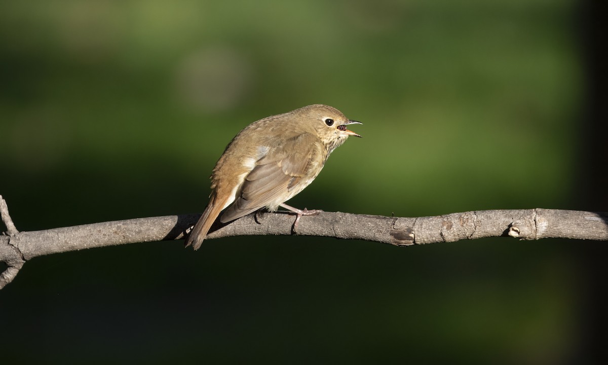 Hermit Thrush - ML644561248