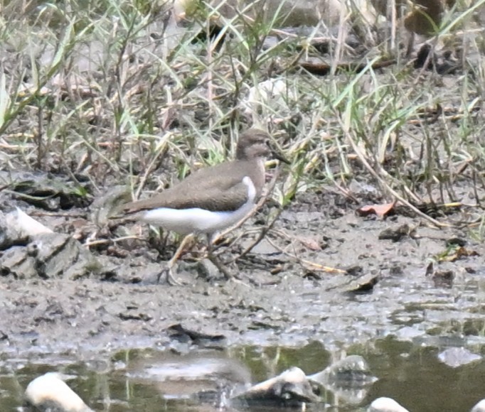 pisík obecný - ML644561249