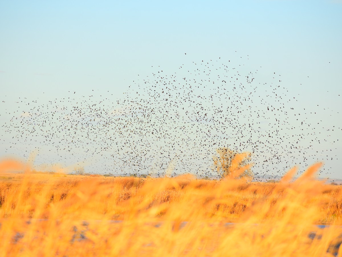 Red-winged Blackbird - ML644561250