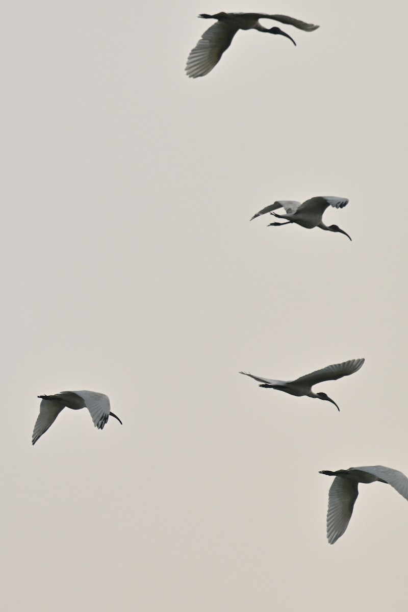 Glossy Ibis - ML644561251