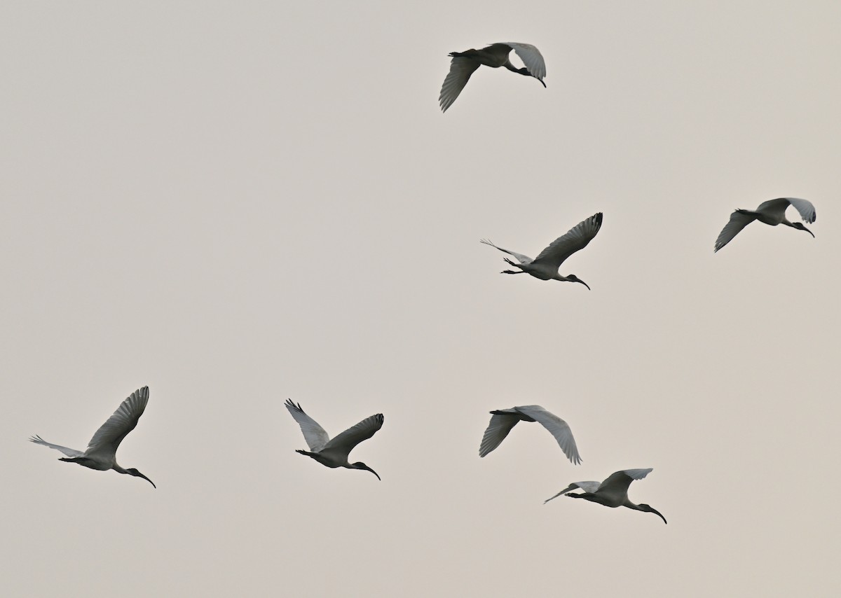 Glossy Ibis - ML644561252