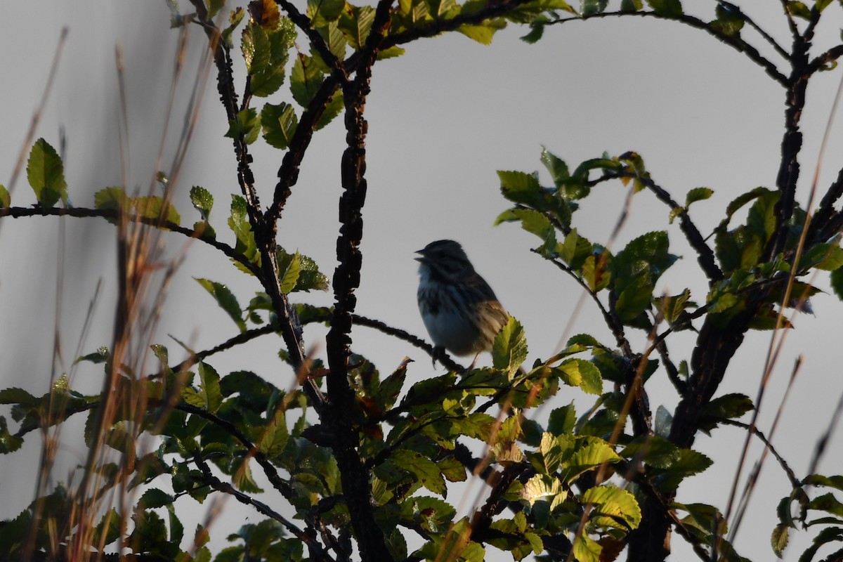 Song Sparrow - ML644561254