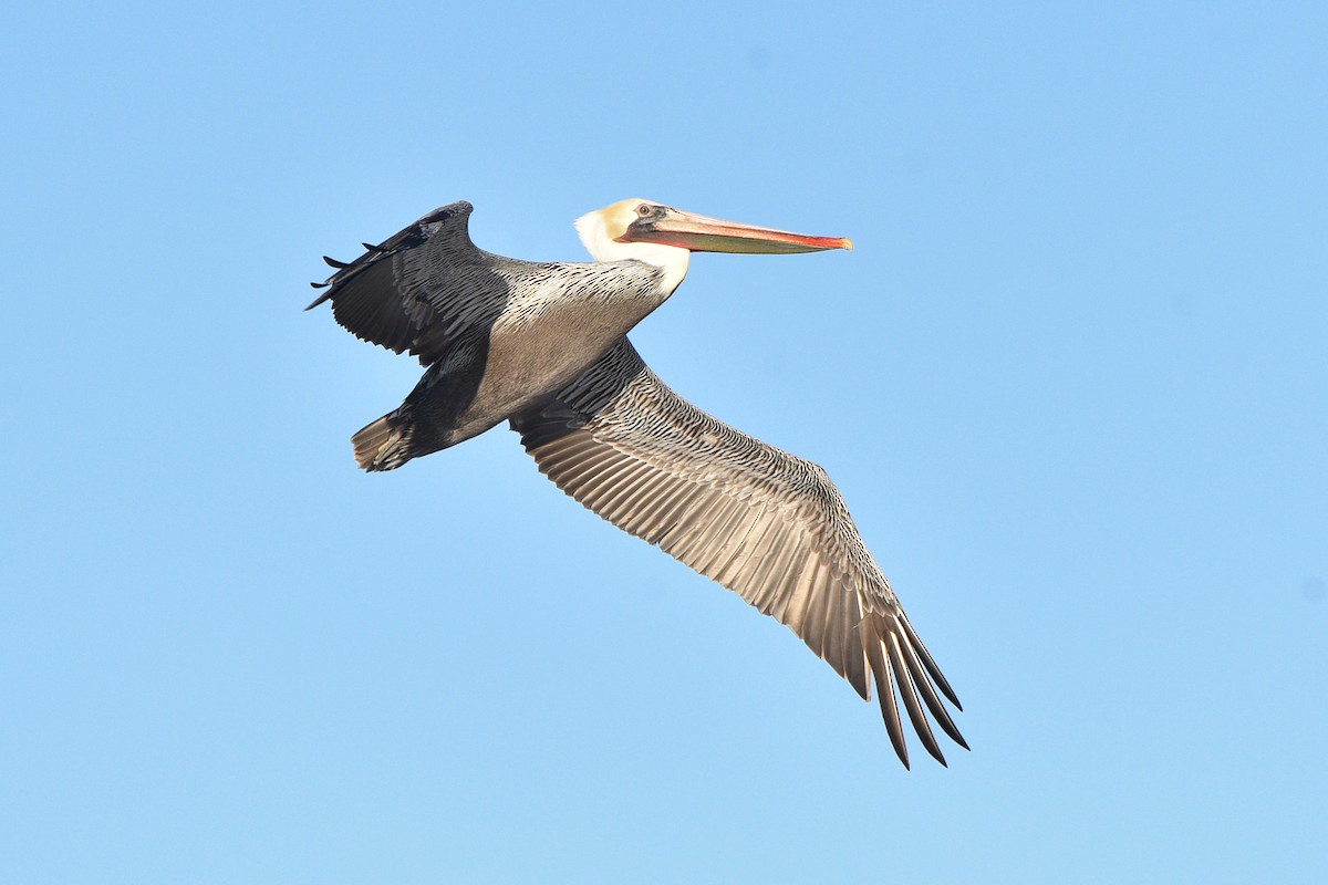 Brown Pelican - ML644561257