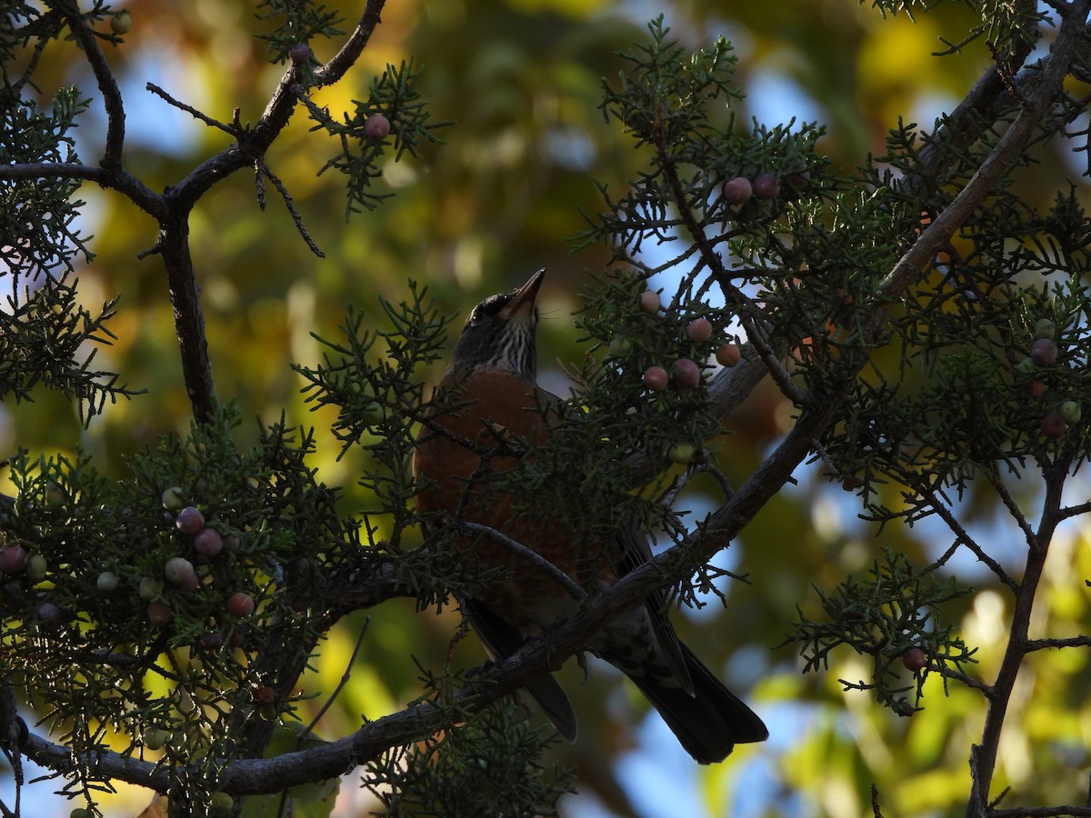 קיכלי נודד - ML644561265