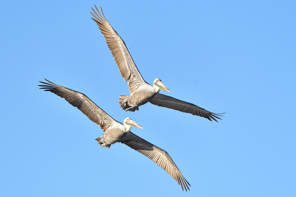 Brown Pelican - ML644561266