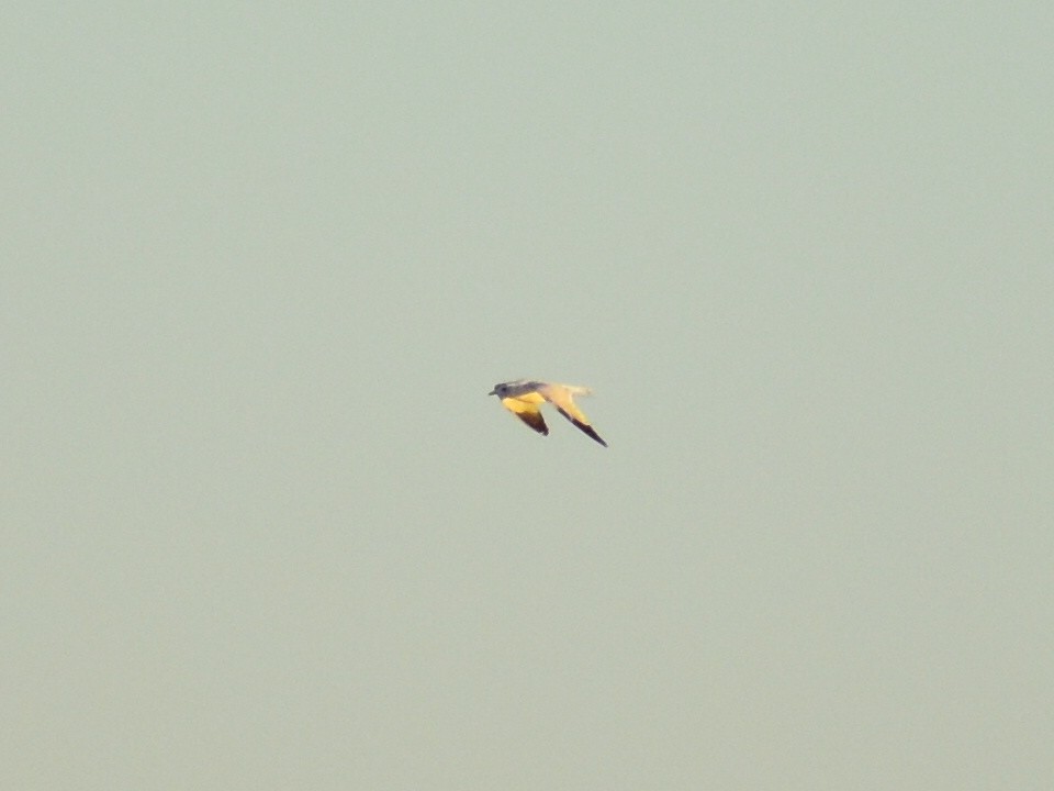 Goéland à bec cerclé - ML644561272