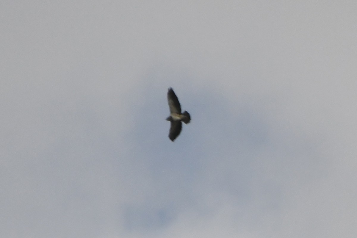 Swainson's Hawk - ML644561279