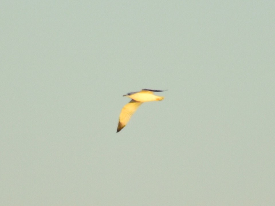 Goéland à bec cerclé - ML644561281