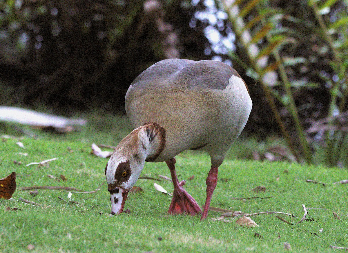 Egyptian Goose - ML644561283