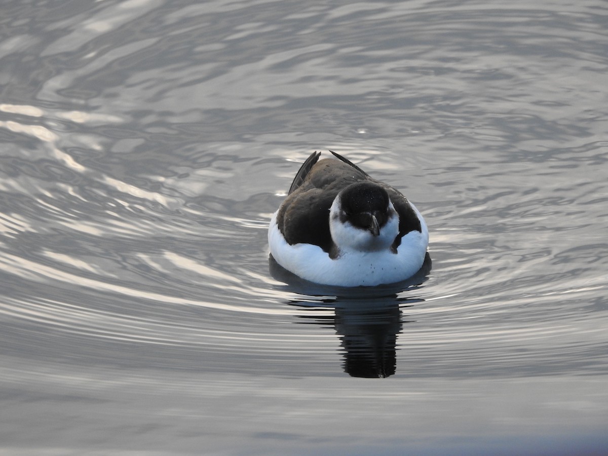 Razorbill - ML644561296