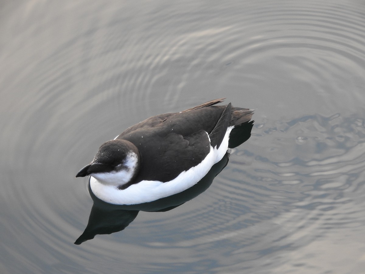 Razorbill - ML644561297