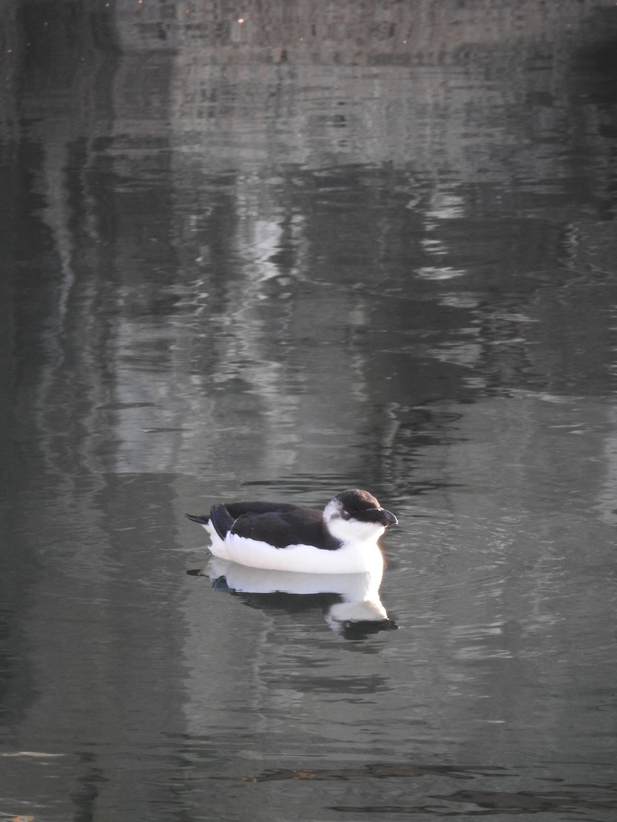 Razorbill - ML644561298