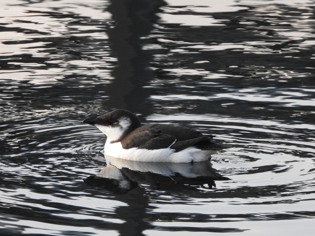 Razorbill - ML644561299