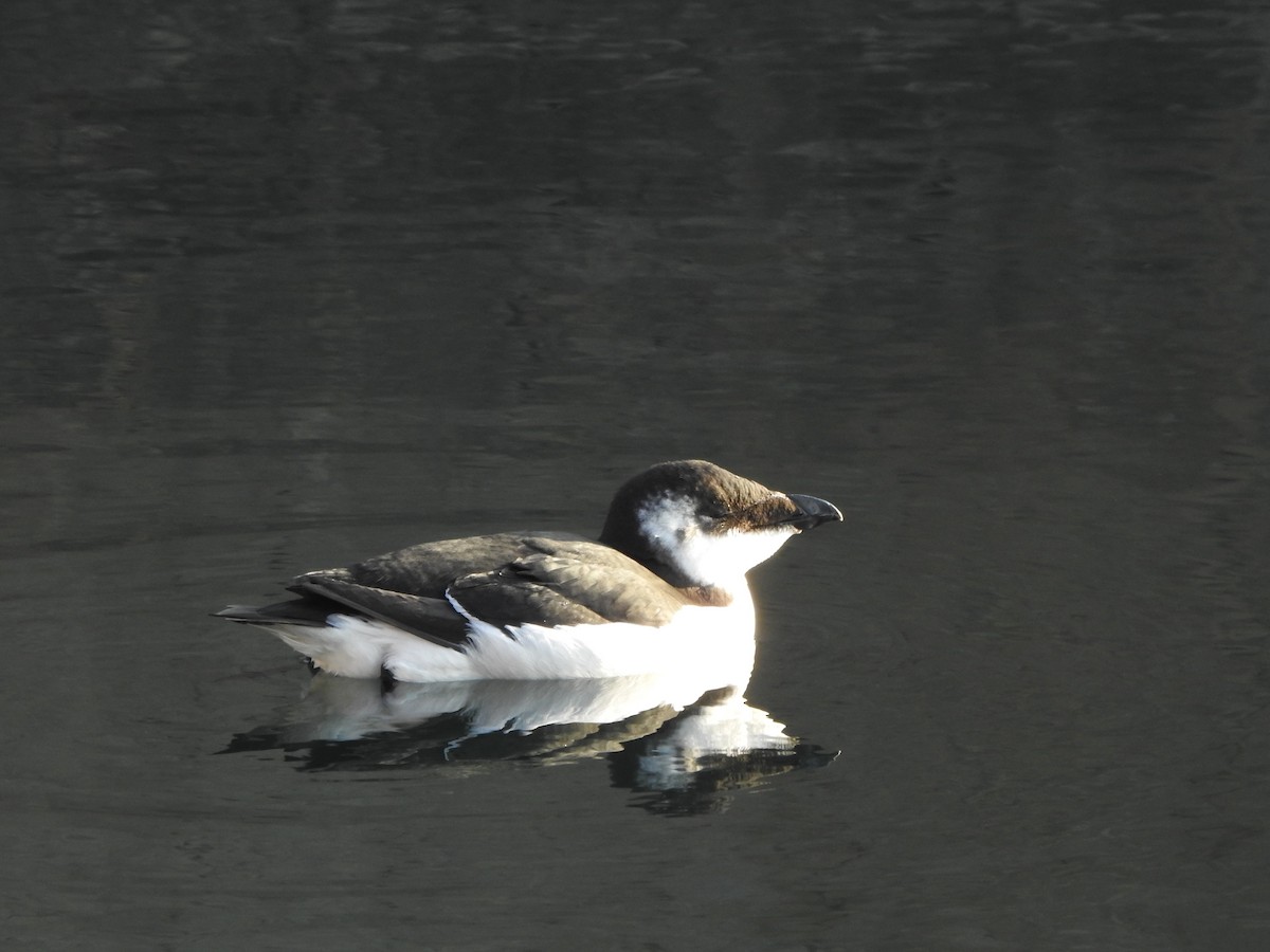 Razorbill - ML644561300
