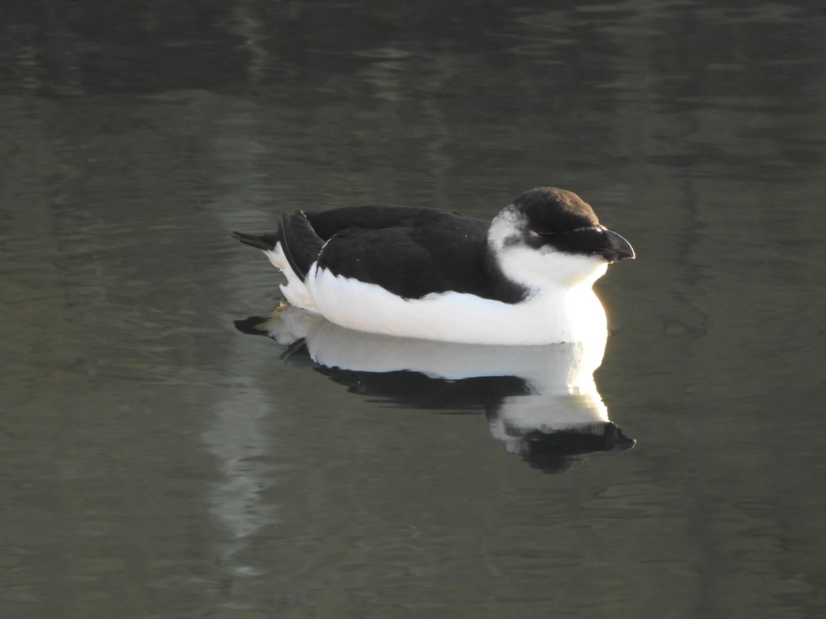 Razorbill - ML644561301