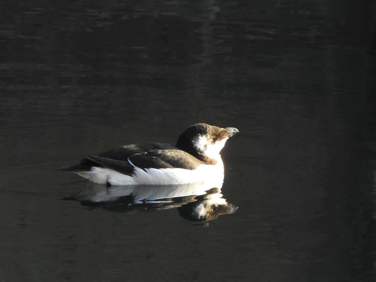 Razorbill - ML644561302
