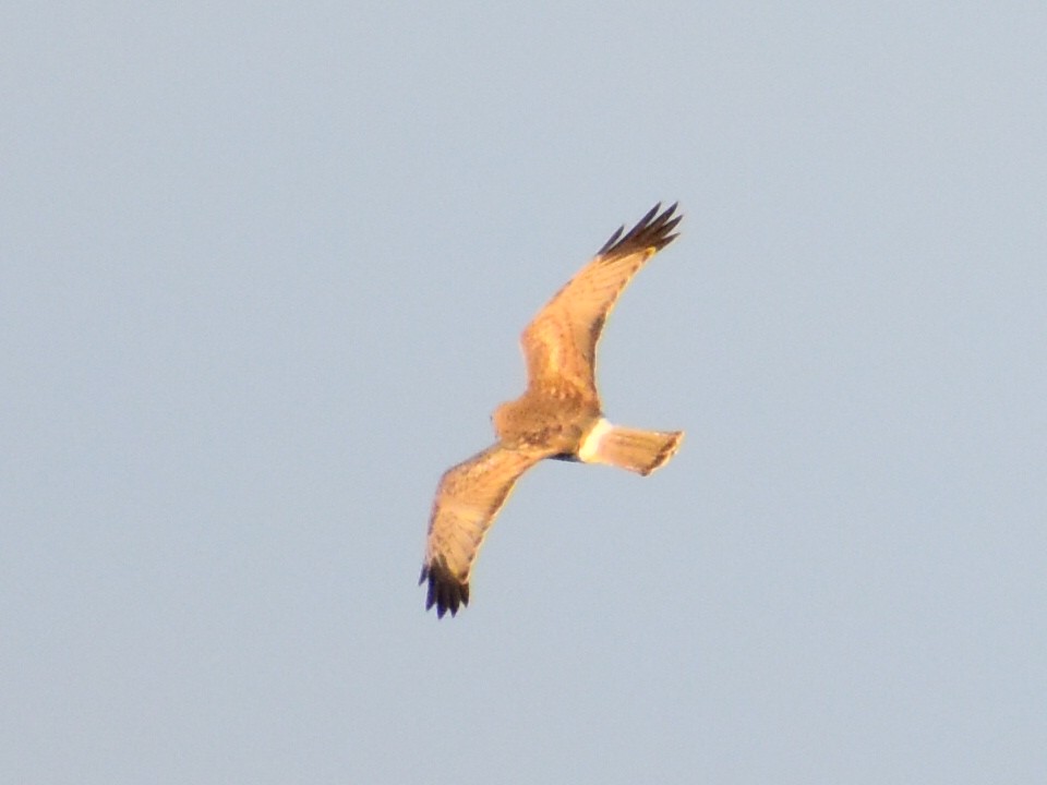 Busard des marais - ML644561303