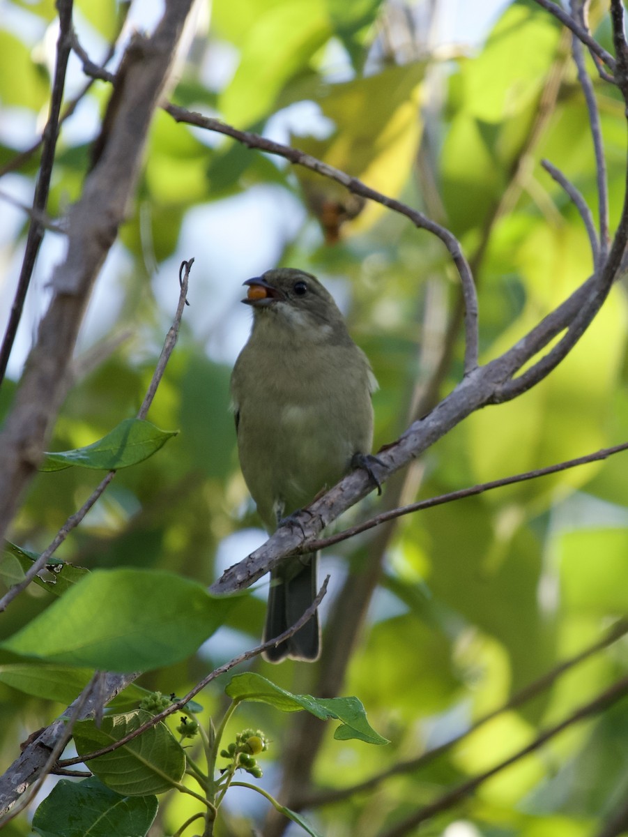 Western Spindalis - ML644561323