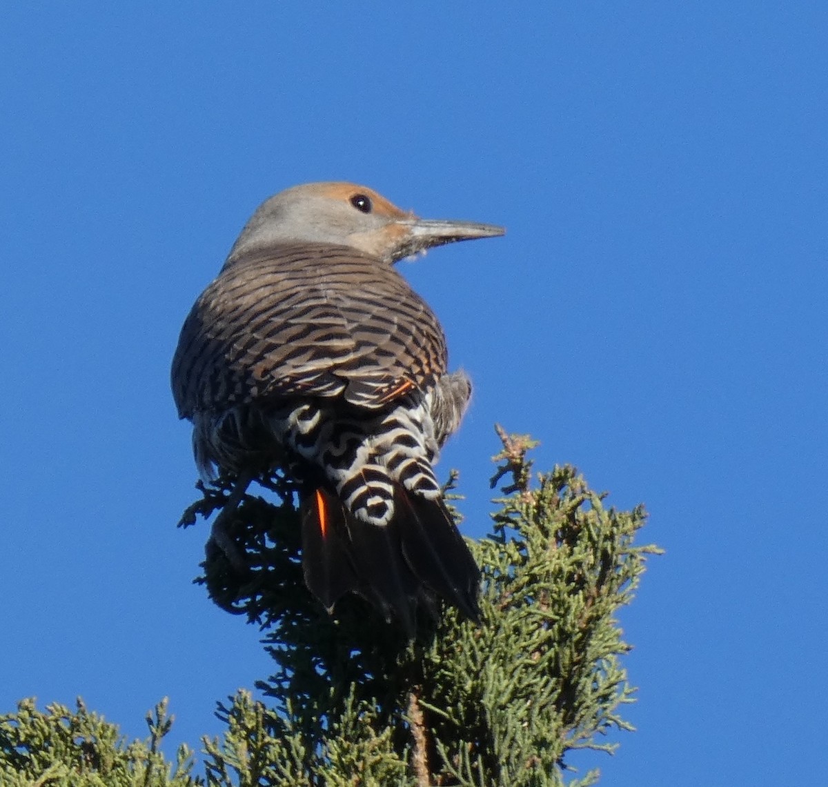 Northern Flicker (Red-shafted) - ML644561325
