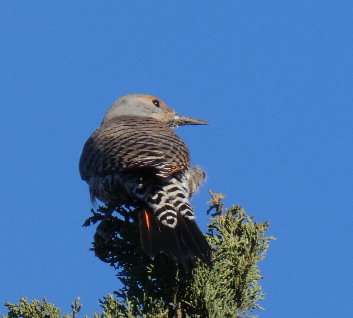 Northern Flicker (Red-shafted) - ML644561326