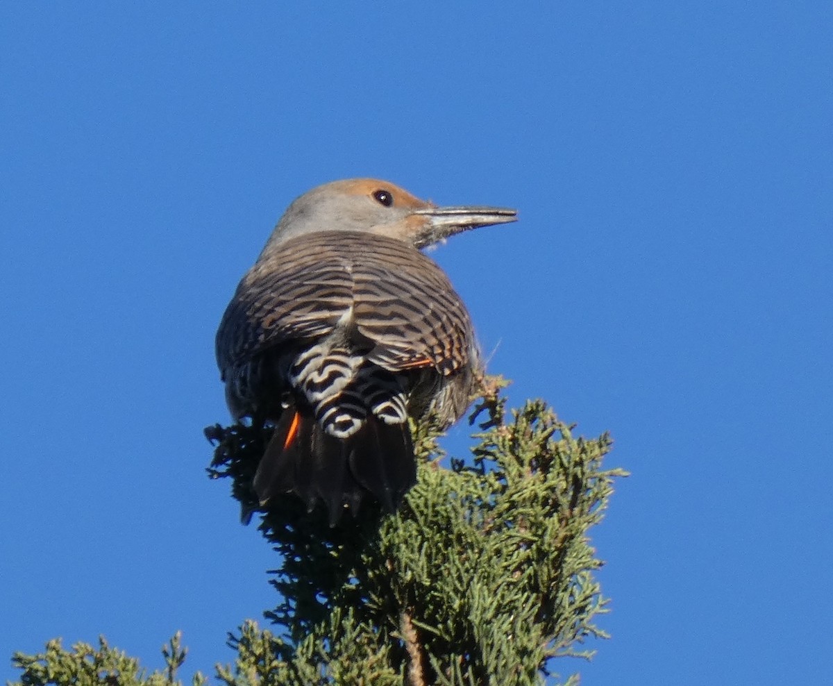 Northern Flicker (Red-shafted) - ML644561328