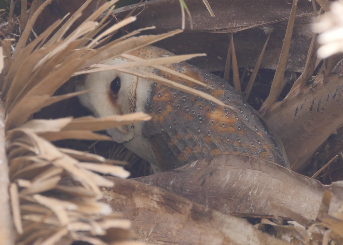 Western Barn Owl (African) - ML644561330