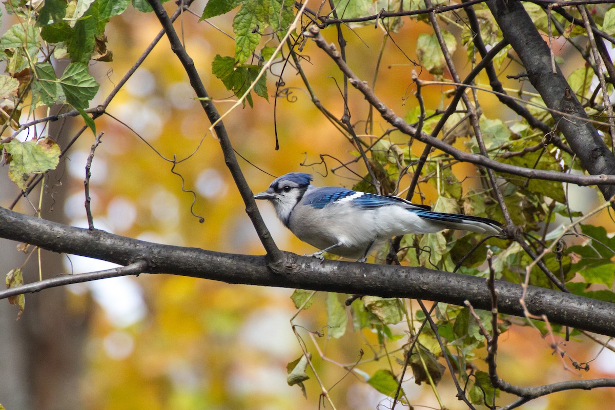 Blue Jay - ML644561332