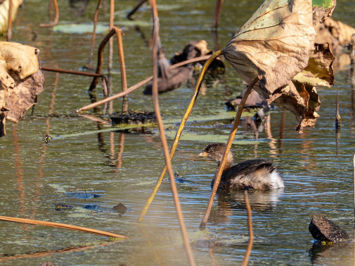 Pied-billed Grebe - ML644561335
