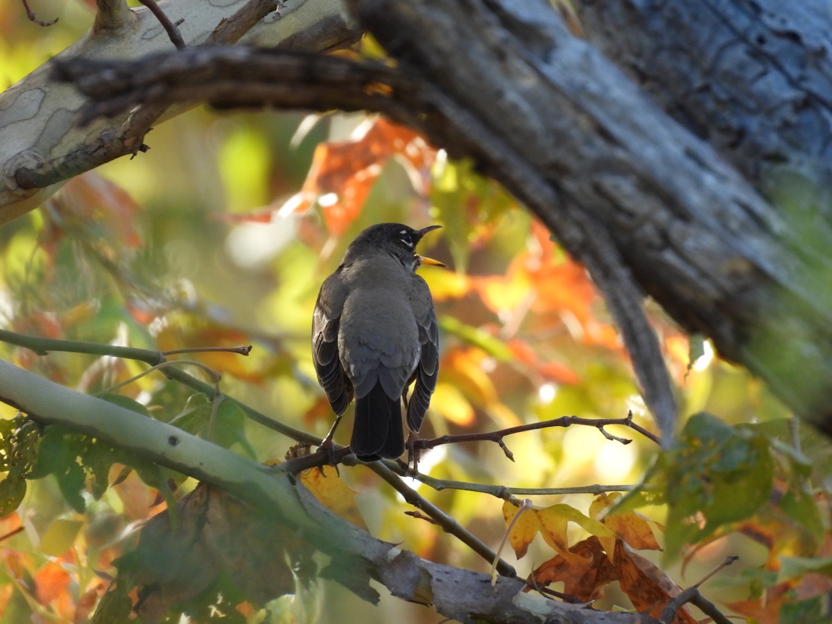 קיכלי נודד - ML644561337