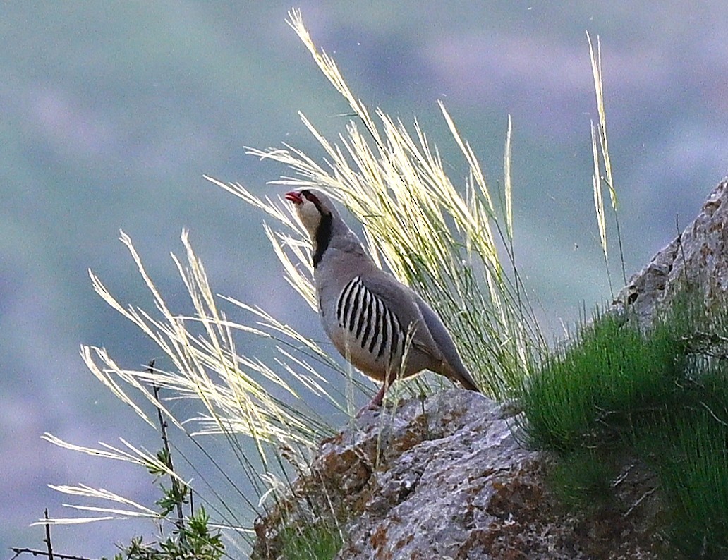 Chukar - ML644561339
